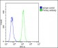 LYK5 Antibody (N-term)