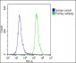 EPS8 Antibody (N-term)