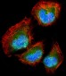 DLL3 Antibody (C-term)