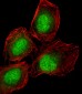 DLL3 Antibody (C-term)