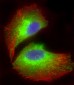 AP9684c-COXI-Antibody-Center