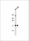 IER3 Antibody (N-term)