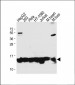 RBX1 Antibody (C-term)