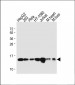 RBX1 Antibody (C-term)