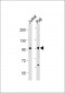 MAP4K1(Y381) Antibody