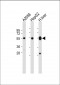 UGP2 Antibody (C-term)