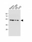 PTGER3 Antibody (N-term)