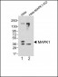 Erk2 Monoclonal Antibody [Knockout Validated]