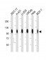 CD276 Antibody