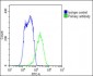 ENT1 Antibody (C-term)