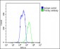 FADS2 Antibody (N-term)