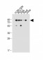 Mdm2 Antibody (C-term)