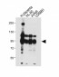 NLRP6 Antibody (N-term)