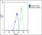 RNF4 Antibody (C-term)