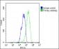 WDR82 Antibody (N-term)