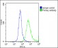 GNG3 Antibody (C-Term)