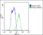 SLC10A1 Antibody (C-term)