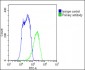 ABCB5 Antibody (N-term)