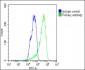 MCSF Receptor (CSF1R) Antibody (C-term)