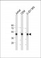 ENOG Antibody