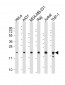 BID Antibody