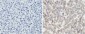 PDCD1LG2 Antibody (N-term)