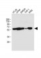 RIPK3 Antibody