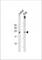 PHO1 Antibody (N-term)