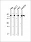 CDC25A (S124) Antibody