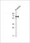S47A2 Antibody (N-term)
