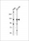 AXL Antibody