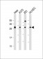 HIST1H1C Antibody (Center)