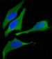 FASN Antibody (Center)