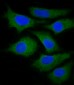 FASN Antibody (Center)