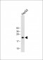 ID1 Antibody (Center)