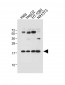 LC3 Antibody (APG8C) (N-term)