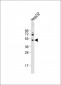 HEXA Antibody (N-term)