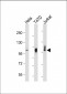 LAMP2 Antibody