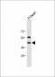NEU2 Antibody (N-term)