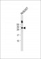 SOST Antibody (N-term)