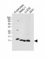 REG3A Antibody (N-term)