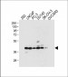 STRA8 Antibody (C-term)