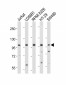NLRP6 Antibody (N-term)