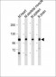 Mouse Csf1r Antibody (C-term)