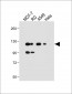 NRG1-Antibody(C-term)