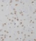 MeCP2 Antibody 