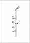 BAR2 Antibody (S261)