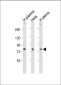 LTF Antibody