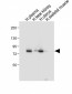 LTF Antibody