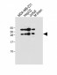 EMX1 Antibody (C-term)